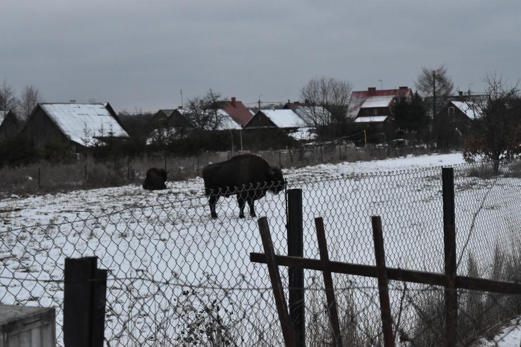 Ferienwohnung Domek Jaskolka Białowieża Exterior foto