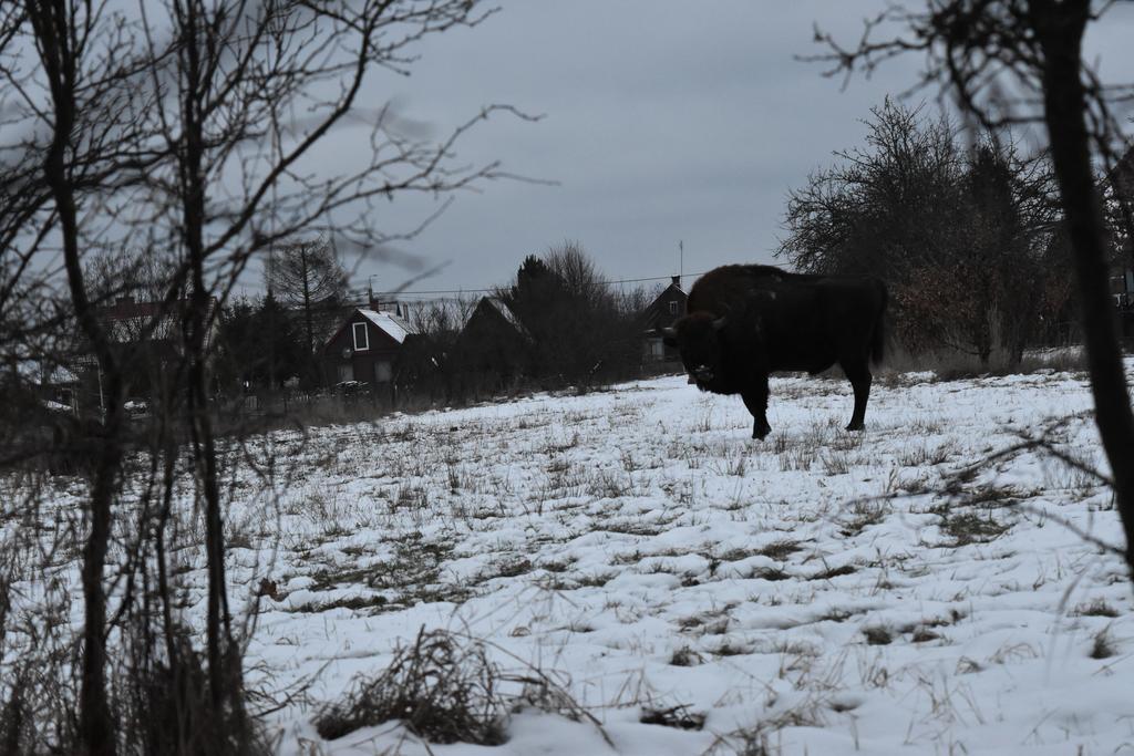 Ferienwohnung Domek Jaskolka Białowieża Exterior foto