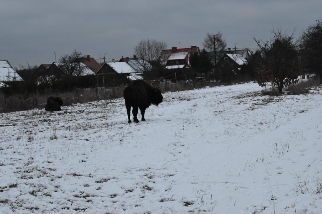 Ferienwohnung Domek Jaskolka Białowieża Exterior foto